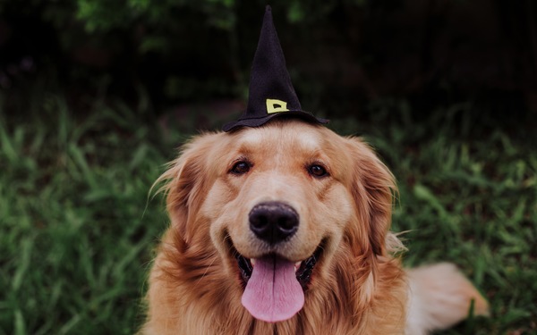 Celebrating a Pup-Friendly Halloween